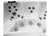 SPA бассейн Jazzi Pool SKT333I SPA бассейн Jazzi Pool SKT333I